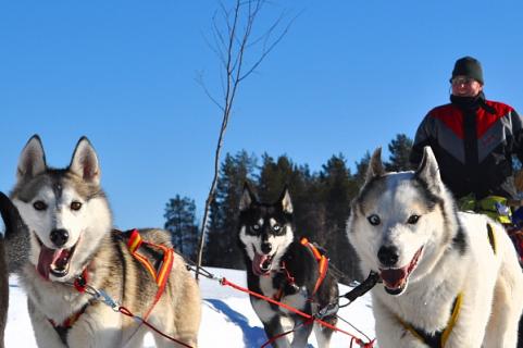 Bild 2 zur Urlaubsidee »HUSKY WEEKEND«