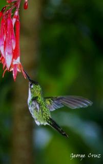 Bild 27 zur Urlaubsidee »Für Individualreisende & Vogelbeobachtungen bietet San Jorge spannende und abwechslungsreiche Ecotouren «