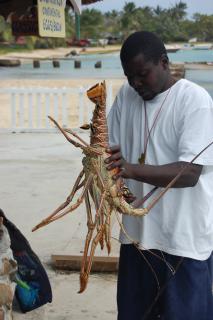 Bild 7 zur Urlaubsidee »Segeln, Tauchen, Island Hopping in der Karibik«