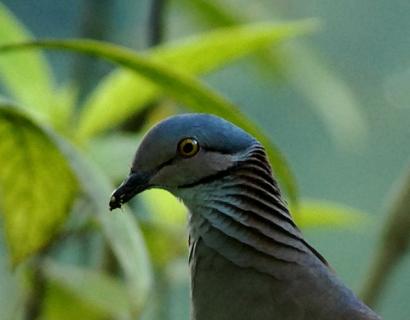 Bild 22 zur Urlaubsidee »Für Individualreisende & Vogelbeobachtungen bietet San Jorge spannende und abwechslungsreiche Ecotouren «