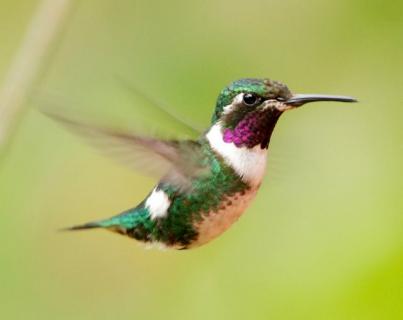 Bild 1 zur Urlaubsidee »Für Individualreisende & Vogelbeobachtungen bietet San Jorge spannende und abwechslungsreiche Ecotouren «