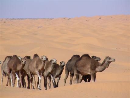 Bild 4 zur Urlaubsidee »Tunesien / Sahara«