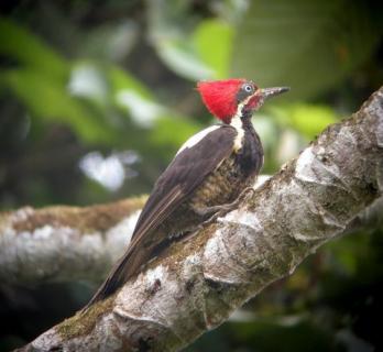 Bild 20 zur Urlaubsidee »Für Individualreisende & Vogelbeobachtungen bietet San Jorge spannende und abwechslungsreiche Ecotouren «
