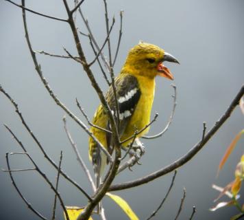 Bild 3 zur Urlaubsidee »Naturwanderungen und Mountainbiketouren auf San Jorge, Ecuador«