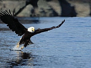 Bild 1 zur Urlaubsidee »Weißkopfseeadler am Mississippi beobachten«