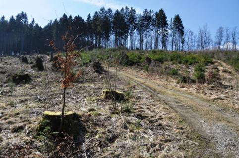 Singlereisen sauerland