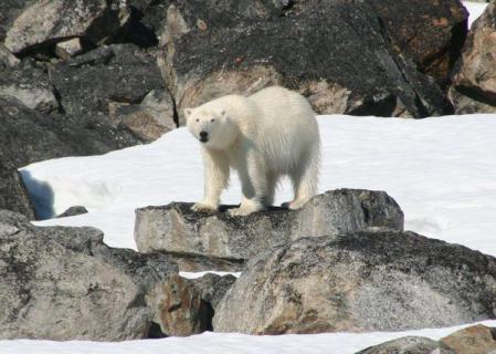 Bild 3 zur Urlaubsidee »Spitzbergen mit der Antigua - Natur intensiv erleben, Wandern, Fotographie«