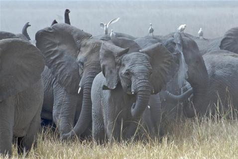 Bild 6 zur Urlaubsidee »19-tägige Erlebnisrundreise in Kamerun«