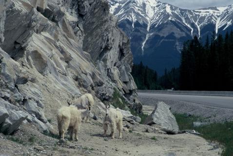 Bild 5 zur Urlaubsidee »Kanada – Radtour durch die Rocky Mountains«