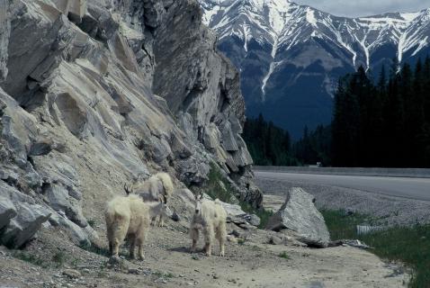 Bild 5 zur Urlaubsidee »Kanada Rocky Mountains - vorbei an türkis-farbenen Seen, tosenden Wasserfällen und mächtigen Gletschern«