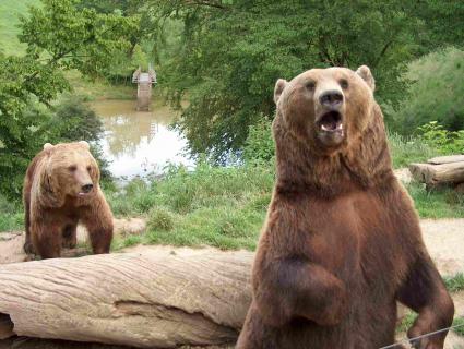 Bild 5 zur Urlaubsidee »1. Aktionstag Kunst & Tiere im Wild- und Freizeitpark Westerwald«