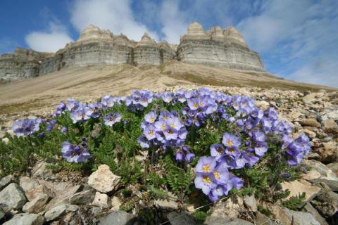 Bild 6 zur Urlaubsidee »Spitzbergen mit der Antigua - Natur intensiv erleben, Wandern, Fotographie«