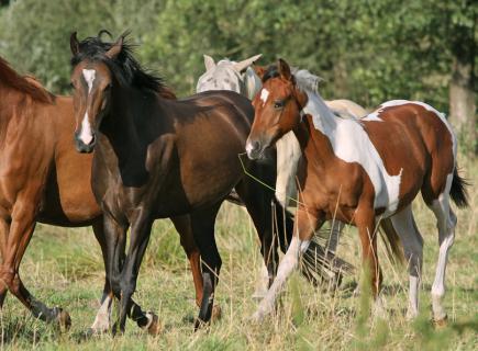 Bild 1 zur Urlaubsidee »Westernreiten in Schleswig-Holstein«