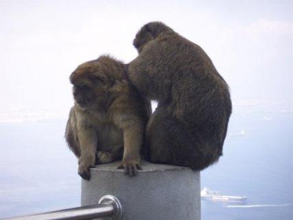Bild 3 zur Urlaubsidee »Andalusien, Gibraltar, Marokko – Eine exklusive Rundreise für 2 bis 4 Personen!«