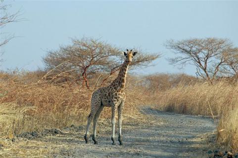 Bild 4 zur Urlaubsidee »19-tägige Erlebnisrundreise in Kamerun«