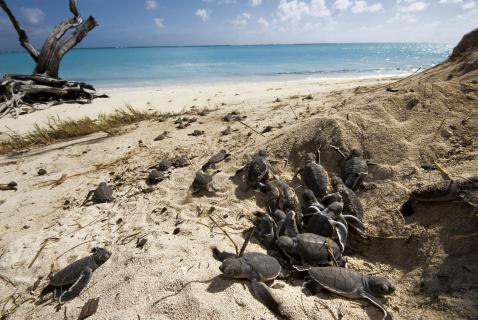 Bild 1 zur Urlaubsidee »"Turtle Watching" in Queensland: Neue Website informiert über Orte und Touren«