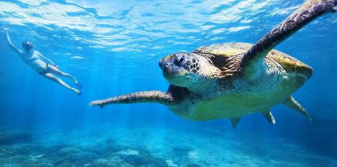 Bild 1 zur Urlaubsidee »Turtle Watching in Queensland«