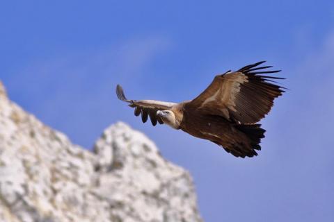 Bild 1 zur Urlaubsidee »Andalusien: Ein Paradies für Vogelbeobachter, Naturfreunde & Ornithologen«