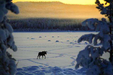 Bild 1 zur Urlaubsidee »Erste Internet-Adresse für den Schweden-Urlaub«