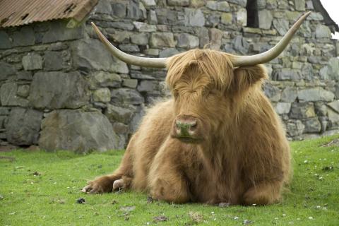 Bild 3 zur Urlaubsidee »Die schottischen Highlands - Individuelle Pkw - Rundreise durch Schottland«