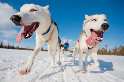 Bild 1 zur Urlaubsidee »Hundeschlitten - Silence of lapland«