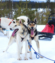 Bild 2 zur Urlaubsidee »Hundeschlitten - Silence of lapland«