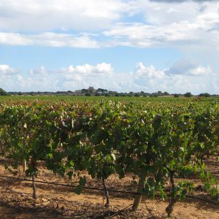 Bild 2 zur Urlaubsidee »Wein-Wanderreise Mallorca 16. - 20. Februar 2012«