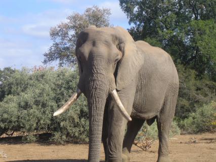 Bild 7 zur Urlaubsidee »Südafrika mit Familie - Tiererlebnisse garantiert«