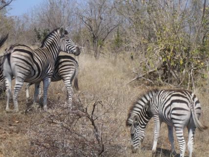 Bild 5 zur Urlaubsidee »Südafrika mit Familie - Tiererlebnisse garantiert«