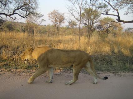 Bild 6 zur Urlaubsidee »Südafrika mit Familie - Tiererlebnisse garantiert«