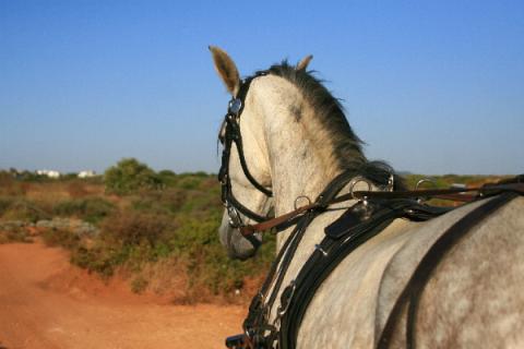 Bild 7 zur Urlaubsidee »Für Pferdebegeisterte: Erlebnisreiten in Andalusien«