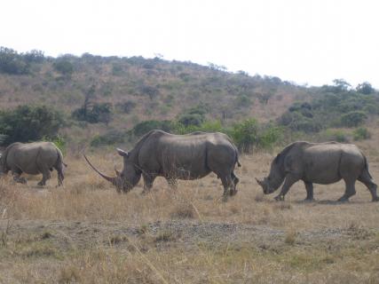 Bild 1 zur Urlaubsidee »Südafrika mit Familie - Tiererlebnisse garantiert«