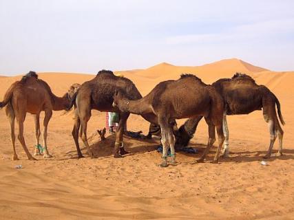 Bild 3 zur Urlaubsidee »Marokko - Wüstenreise - Marrakesch und Kamel-Trekking durch die Wüste zu den Erg-Chegaga-Dünen«