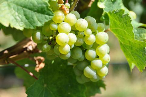 Bild 1 zur Urlaubsidee »Die leckerste Medizin der Welt: Riesling trinken und wandern«