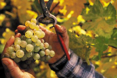 Bild 2 zur Urlaubsidee »Wein.Schöner.Land!        Franken individuell«