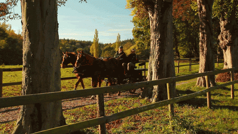 Bild 1 zur Urlaubsidee »Gespannfahren mit Noblesse in der Holsteinischen Schweiz«