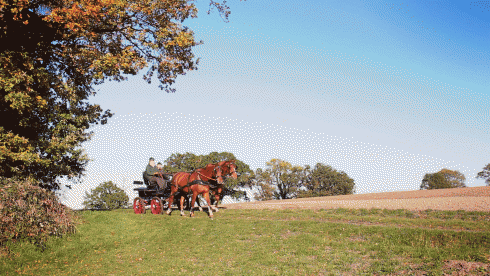 Bild 2 zur Urlaubsidee »Gespannfahren mit Noblesse in der Holsteinischen Schweiz«