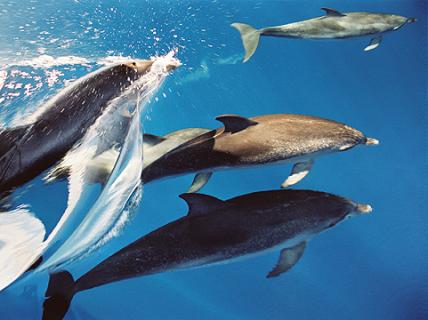 Bild 3 zur Urlaubsidee »Whale Watching mit Meeresbiologen – Ozeanische Woche Intensiv«