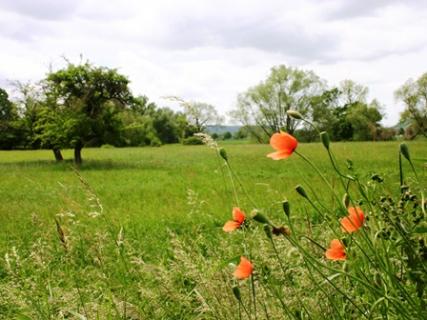 Bild 8 zur Urlaubsidee »Radreise am Unstrut-Radweg von Mühlhausen nach Naumburg«