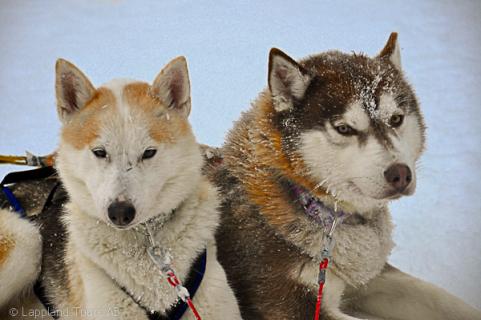 Bild 1 zur Urlaubsidee »11 Tage Lappland - Husky und Jokkmokk«