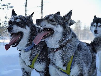 Bild 6 zur Urlaubsidee »HUSKY WEEKEND«