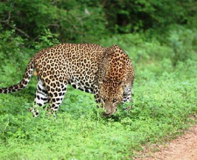 Bild 3 zur Urlaubsidee »Camping Safari im Nationalpark von Sri Lanka«