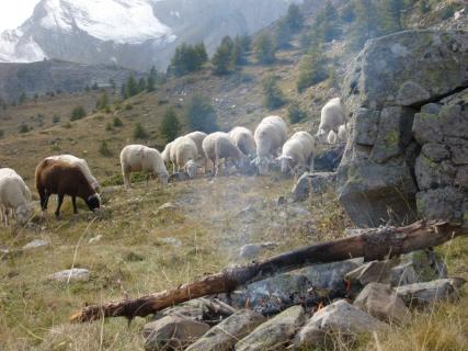 Bild 3 zur Urlaubsidee »Almzeit - Spurensuche auf Paul's Alm - Selbsterfahrungsreise in den Seealpen Frankreichs...«
