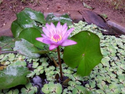 Bild 8 zur Urlaubsidee »Spirituelles Süd-Indien – Fünf Elemente Shiva-Tempel Tour«