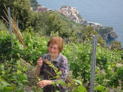 Bild 1 zur Urlaubsidee »Wandern & Wein in den Cinque Terre «