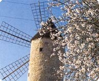 Bild 3 zur Urlaubsidee »Wanderreise zur Mandelblüte nach Mallorca«