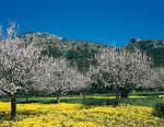 Bild 1 zur Urlaubsidee »Wanderreise zur Mandelblüte nach Mallorca«