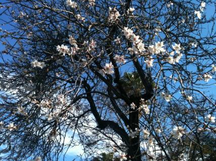 Bild 1 zur Urlaubsidee »Wandern Trekking Mandelblüte auf Mallorca«