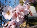 Bild 2 zur Urlaubsidee »Wanderreise zur Mandelblüte nach Mallorca«