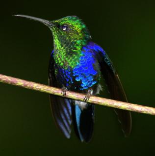 Bild 25 zur Urlaubsidee »Für Individualreisende & Vogelbeobachtungen bietet San Jorge spannende und abwechslungsreiche Ecotouren «